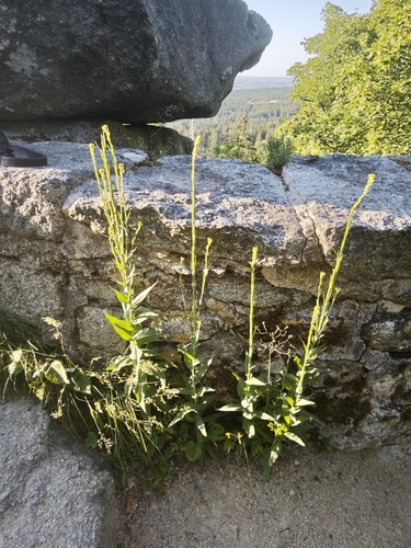 Tower Mustard