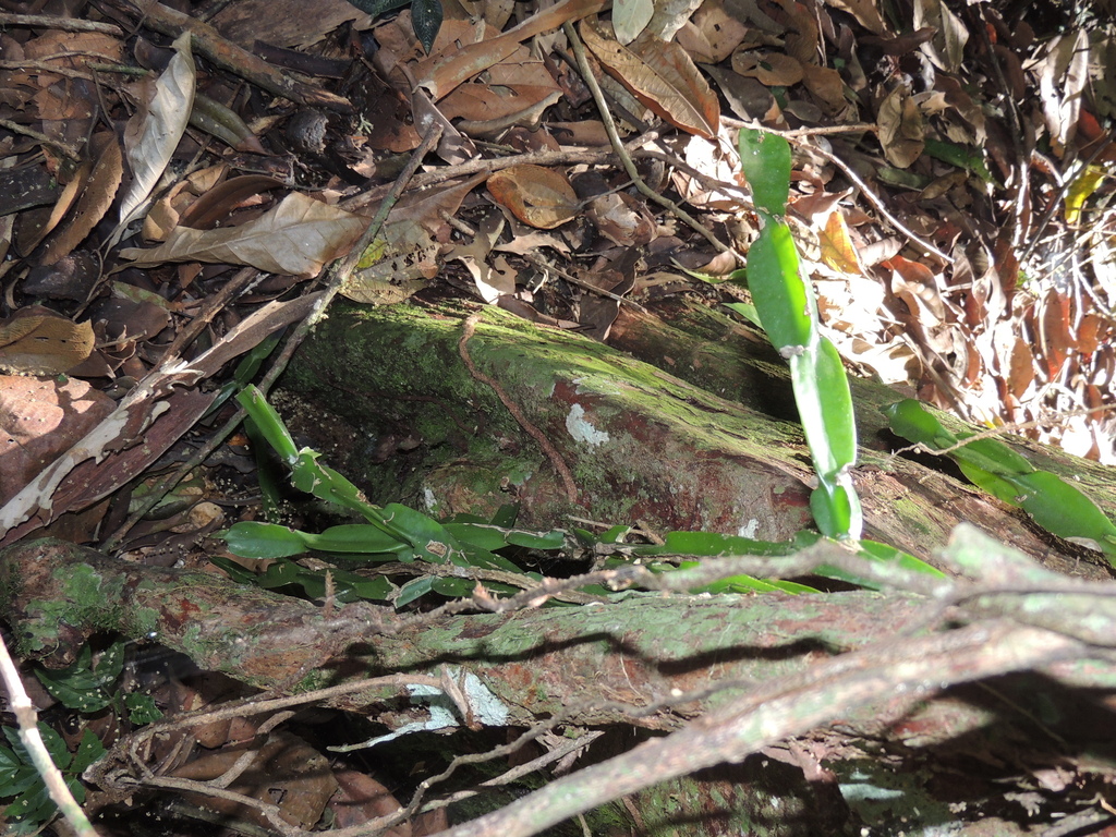 Rhipsalis paradoxa; photograph (c) Paulo Nogueira, some rights reserved (CC BY)