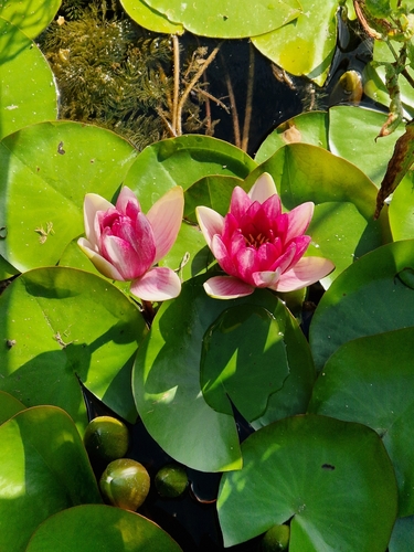 European White Waterlily