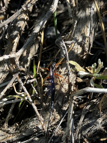 iNaturalist observation photo of Ichneumonid Wasps