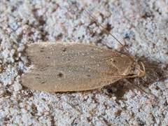 Inga obscuromaculella