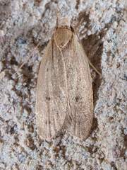 Inga obscuromaculella