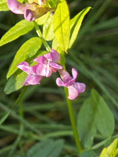 Bush Vetch