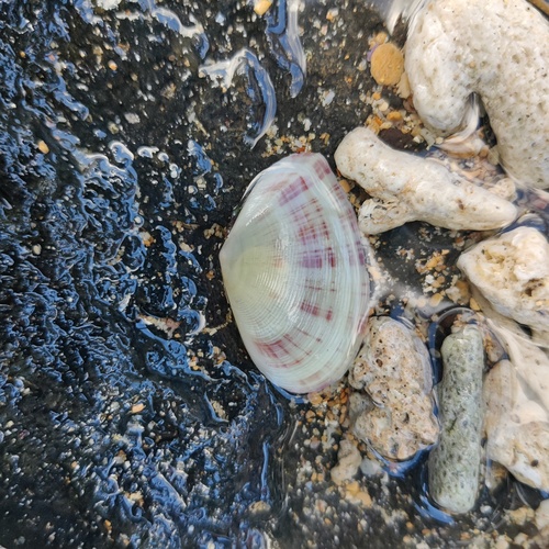 Tellinella virgata, 2026-06-20