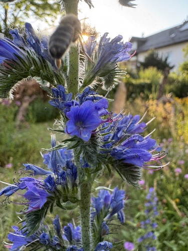 viper's-bugloss
