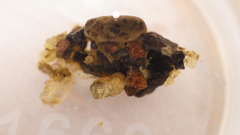 Glossosoma nigrior