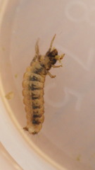 Glossosoma nigrior