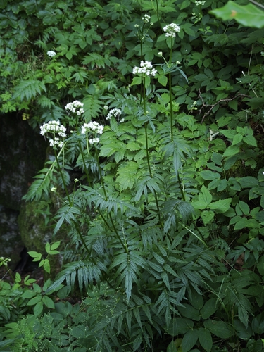 common valerian