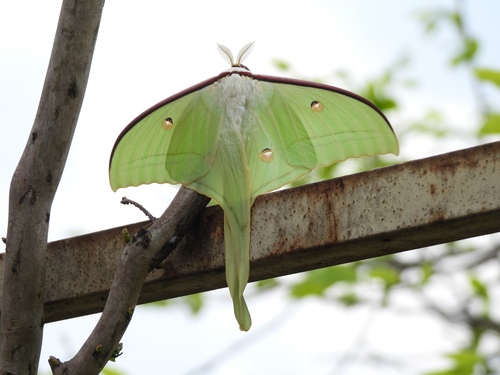 Chinese Moon Moth
