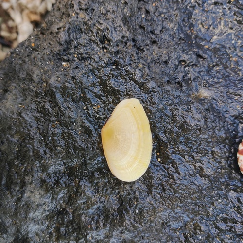 Tellinella virgata, 2026-06-20