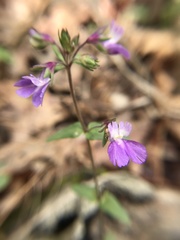 Collinsia violacea