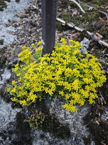 Biting Stonecrop
