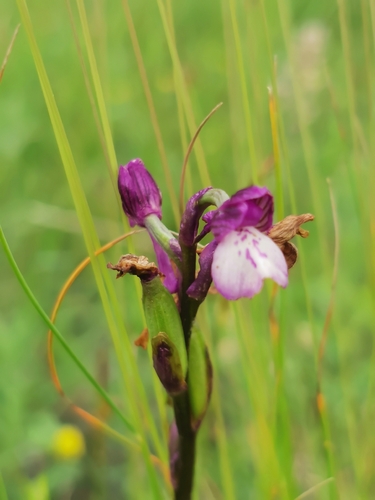 Anacamptis morio, 2026-06-20