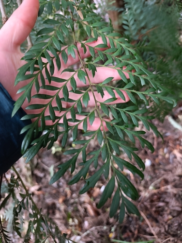 Lomatia ferruginea, photograph 1