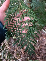 Lomatia ferruginea