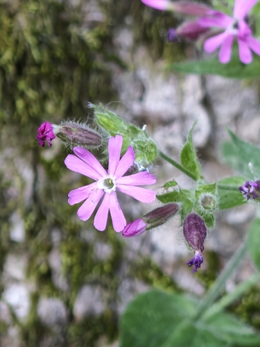 red campion
