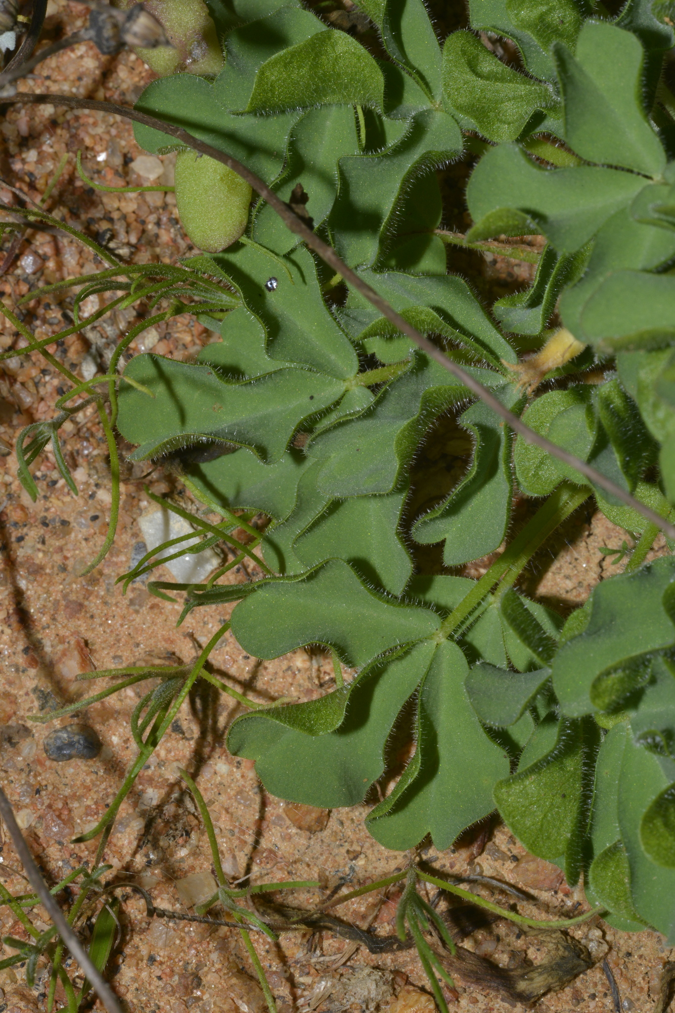 Oxalis stenoptera Turcz. 2