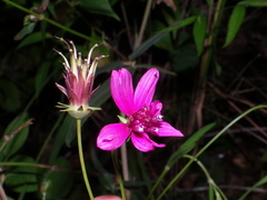 Cosmos linearifolius