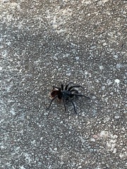 Dugesiella anitahoffmannae