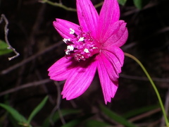 Cosmos linearifolius
