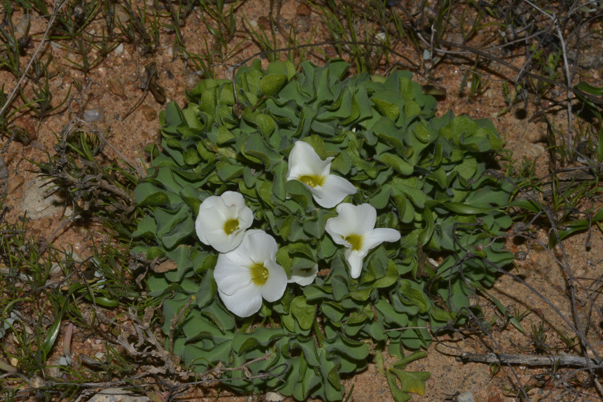 Oxalis stenoptera Turcz.