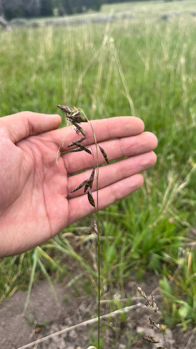 Melica bulbosa observed 2026-06-20