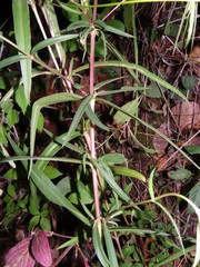 Cosmos linearifolius
