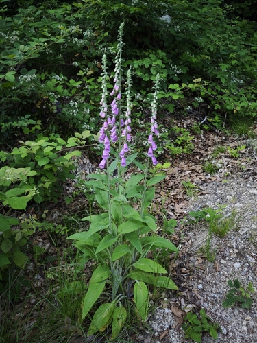 purple foxglove