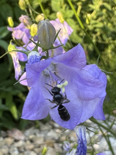 Rampion Scissor Bee