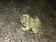 Anaxyrus californicus