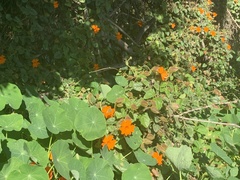 Thunbergia gregorii