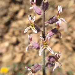 Streptanthus hispidus