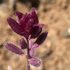 Streptanthus hispidus