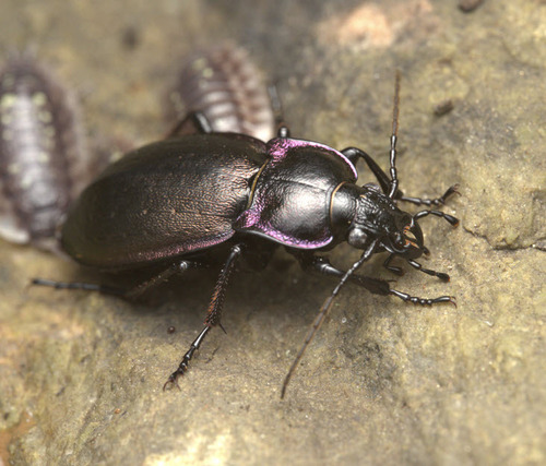 Bronze Ground Beetle