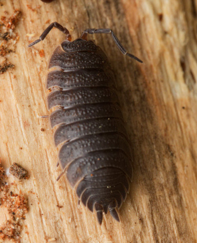 Common Rough Woodlouse