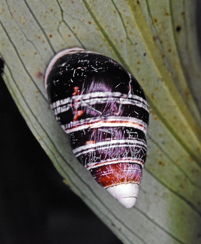 Achatinella observed 2026-06-20