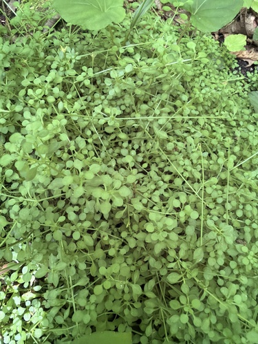 Houstonia serpyllifolia, photograph 6