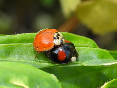 Harmonia axyridis
