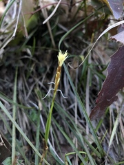 Carex geyeri