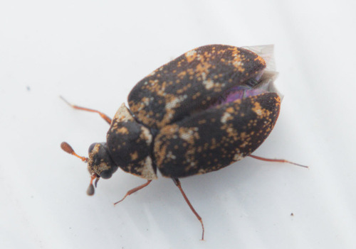 Museum Beetle
