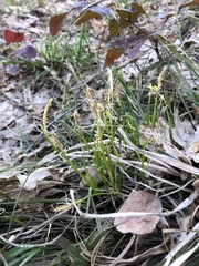 Carex geyeri