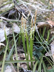 Carex geyeri