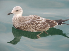 Larus michahellis