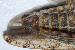 Paraphlepsius tennessus