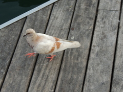 Columba livia domestica