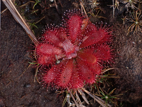 Drosera tomentosa