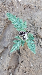 Vesper purpurascens