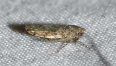 Paraphlepsius tennessus