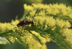 Typocerus velutinus
