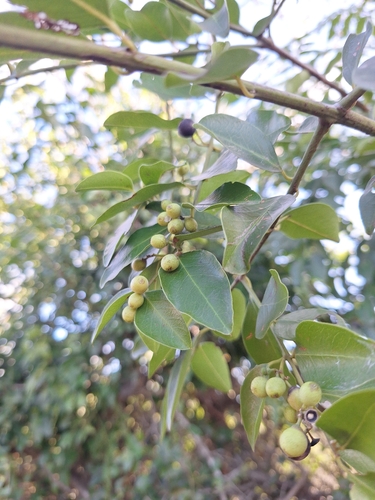 Scutia myrtina, photograph 4